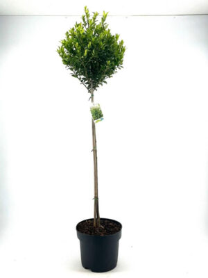 Ilex maximowicziana 'Kanehirae' - Vaxtinredarna.se