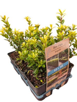 Ilex maximowicziana 'Kanehirae' - Vaxtinredarna.se