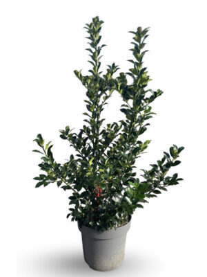 Ilex meserveae 'Blue Maid' - Vaxtinredarna.se