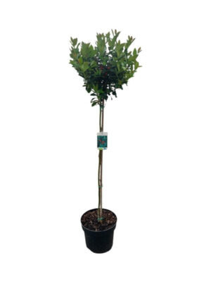 Ilex meserveae 'Blue Maid' - Vaxtinredarna.se