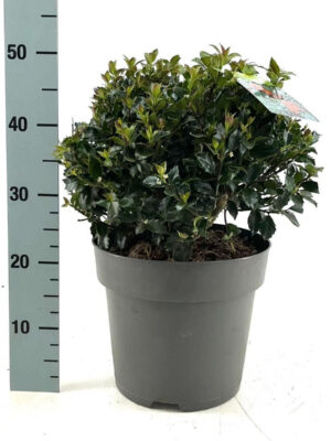 Ilex meserveae 'Blue Maid' - Vaxtinredarna.se