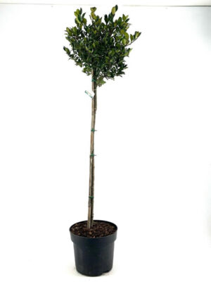 Ilex meserveae 'Heckenblau' - Vaxtinredarna.se
