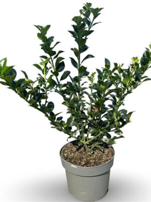 Ilex meserveae 'Heckenfee' - Vaxtinredarna.se