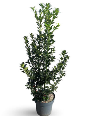 Ilex meserveae 'Heckenfee' - Vaxtinredarna.se