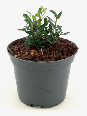 Ilex vomitoria 'Dwarf' - Vaxtinredarna.se