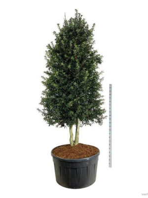 Ilex x aquipernyi 'Dragon Lady' - Vaxtinredarna.se