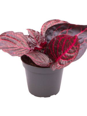 Iresine herbstii Bloodleaf - Vaxtinredarna.se