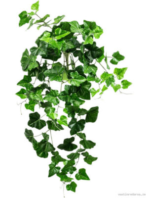 Ivy - Vaxtinredarna.se