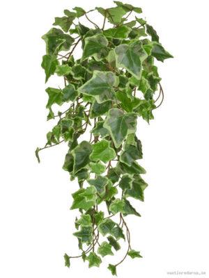 Ivy Green Variegated - Vaxtinredarna.se