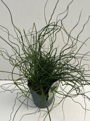 Juncus effusus 'Spiralis' - Vaxtinredarna.se