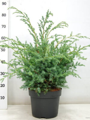 Juniperus chinensis 'Blue Alps' - Vaxtinredarna.se