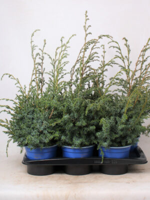Juniperus chinensis 'Blue Alps' - Vaxtinredarna.se
