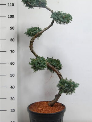 Juniperus chinensis 'Blue Alps' - Vaxtinredarna.se