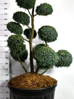Juniperus chinensis 'Blue Alps' - Vaxtinredarna.se