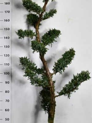 Juniperus chinensis 'Blue Alps' - Vaxtinredarna.se