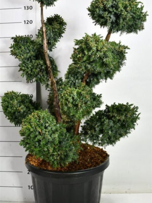 Juniperus chinensis 'Blue Alps' - Vaxtinredarna.se