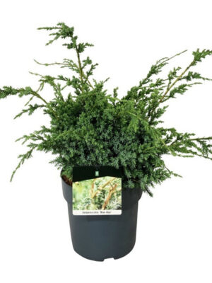 Juniperus chinensis 'Blue Alps' - Vaxtinredarna.se