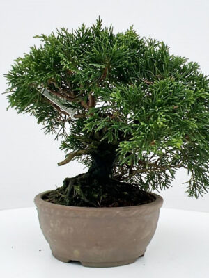 Juniperus chinensis - Vaxtinredarna.se