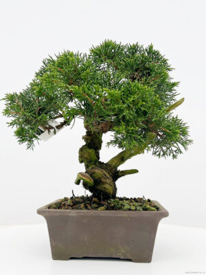 Juniperus chinensis - Vaxtinredarna.se