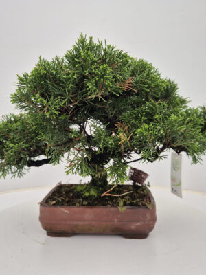 Juniperus chinensis - Vaxtinredarna.se