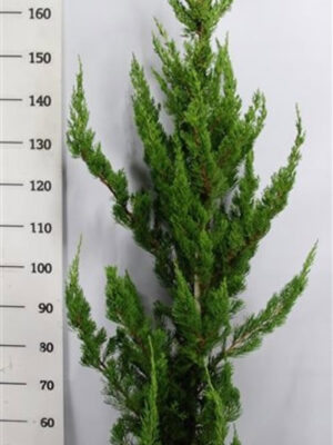 Juniperus chinensis 'Kaizuka' - Vaxtinredarna.se