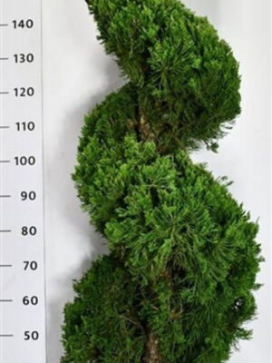 Juniperus chinensis 'Kaizuka' - Vaxtinredarna.se