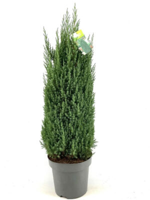 Juniperus chinensis 'Stricta' - Vaxtinredarna.se