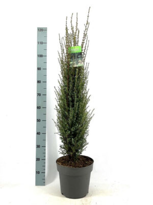 Juniperus communis 'Arnold' - Vaxtinredarna.se