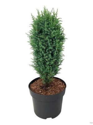 Juniperus communis 'Compressa' - Vaxtinredarna.se