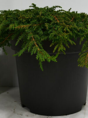 Juniperus communis 'Green Carpet' - Vaxtinredarna.se
