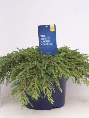 Juniperus communis 'Green Carpet' - Vaxtinredarna.se