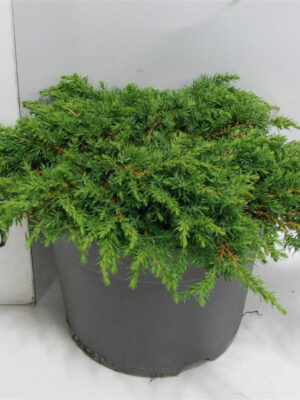 Juniperus communis 'Green Carpet' - Vaxtinredarna.se