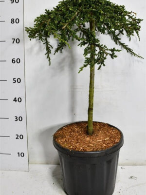 Juniperus communis 'Green Carpet' - Vaxtinredarna.se