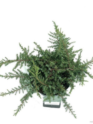 Juniperus communis 'Green Carpet' - Vaxtinredarna.se