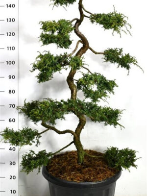 Juniperus communis 'Hornibrookii' - Vaxtinredarna.se
