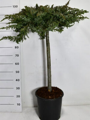 Juniperus conferta 'Schlager' - Vaxtinredarna.se