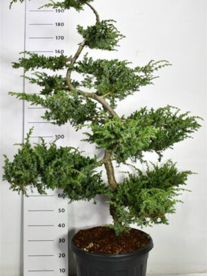 Juniperus conferta 'Schlager' - Vaxtinredarna.se