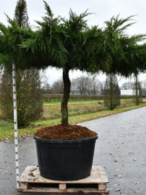 Juniperus pfitzeriana 'Aurea' - Vaxtinredarna.se