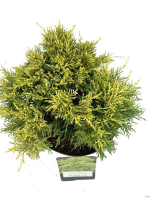 Juniperus pfitzeriana 'Golden Joy' - Vaxtinredarna.se