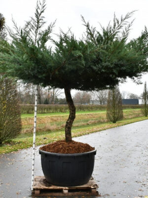 Juniperus pfitzeriana 'Hetzii' - Vaxtinredarna.se