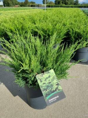 Juniperus pfitzeriana 'Mint Julep' - Vaxtinredarna.se