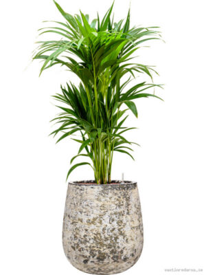 Kentia (Howea) forsteriana in Baq Atlas