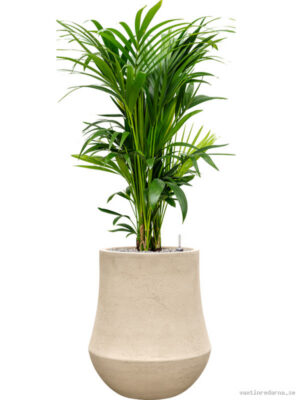 Kentia (Howea) forsteriana in Baq Polystone Coated Plain