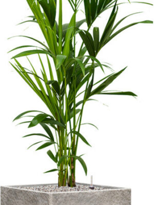 Kentia (Howea) forsteriana in Coast Mountains