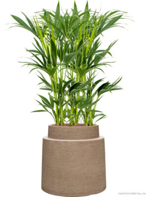 Kentia (Howea) forsteriana in Colorado