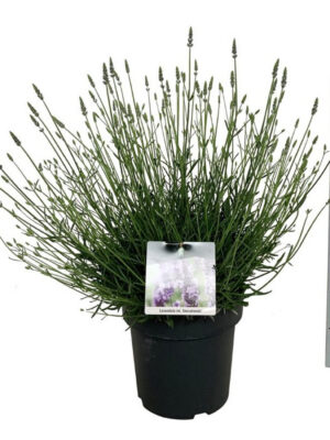 Lavandula intermedia 'Tesseract' - Vaxtinredarna.se