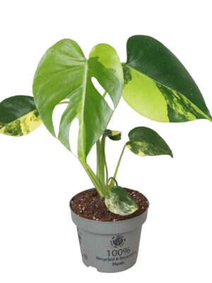Monstera deliciosa 'Aurea Variegata' - Vaxtinredarna.se