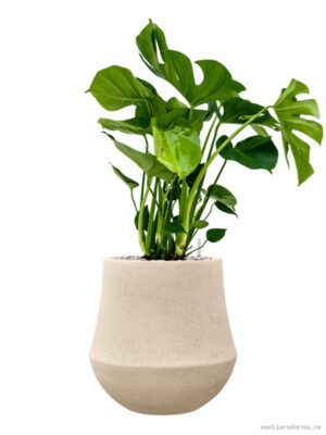 Monstera deliciosa in Baq Polystone Coated Plain