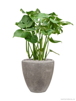 Monstera deliciosa in Baq Polystone Plain