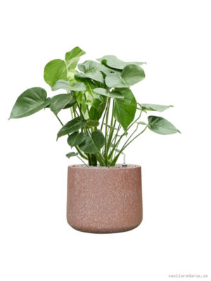 Monstera deliciosa in Baq Terrazzo